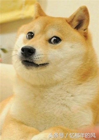 中华田园犬纪录片黑子,07年中华田园犬黑子