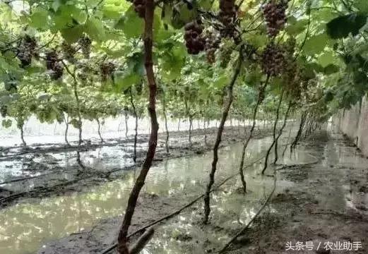 如何养好葡萄树苗,如何养好葡萄的根