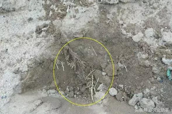 如何养好葡萄树苗,如何养好葡萄的根