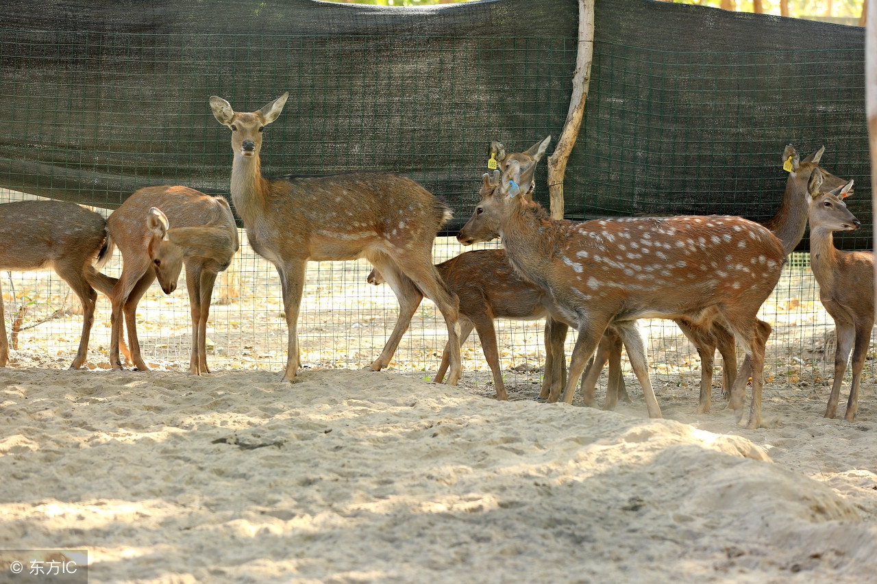 幼年鹿的饲养方法,鹿怎么全身是宝