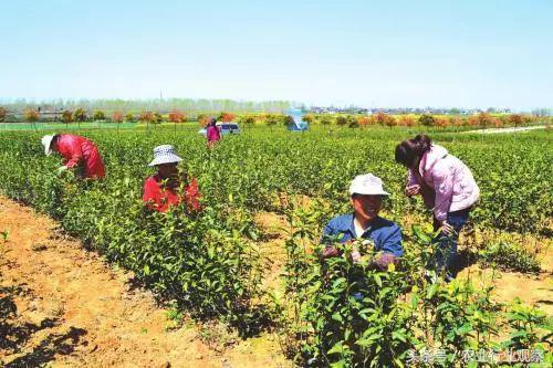 近期粮价下跌是怎么回事还会涨吗,粮价未来走势如何