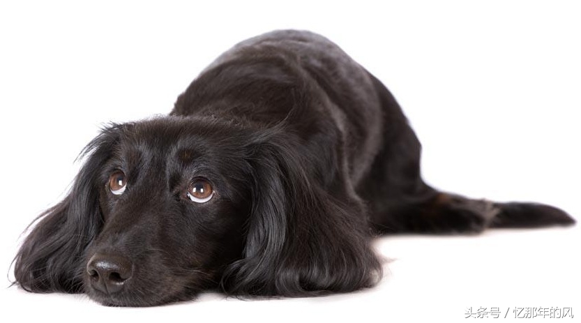 中华田园犬纪录片黑子,07年中华田园犬黑子