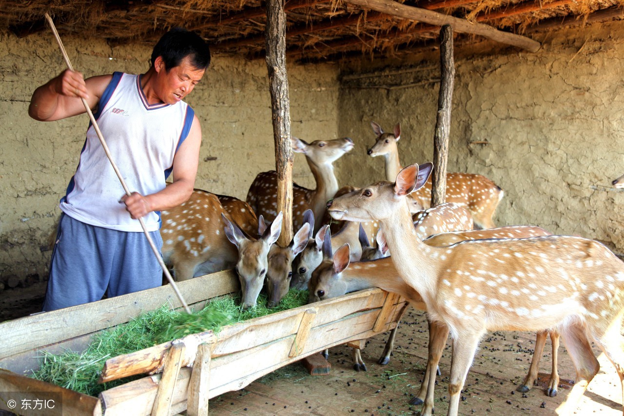 幼年鹿的饲养方法,鹿怎么全身是宝