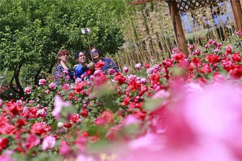 泰达能看花的地方,泰达观赏草基地