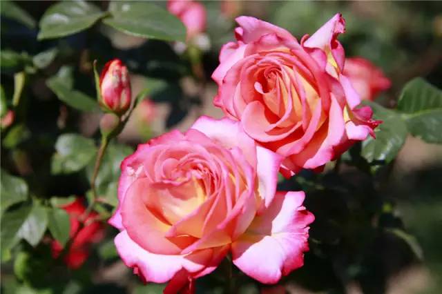 泰达能看花的地方,泰达观赏草基地