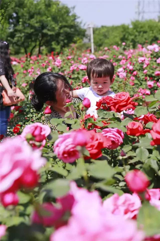 泰达能看花的地方,泰达观赏草基地