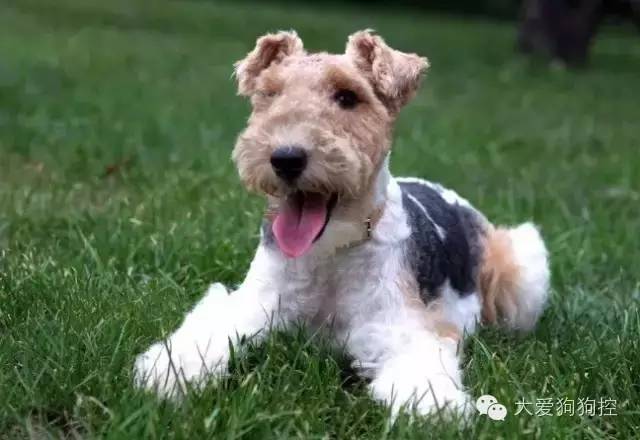 想不到，狗狗的耳型有这么多种！