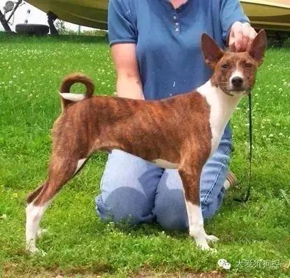 想不到，狗狗的耳型有这么多种！