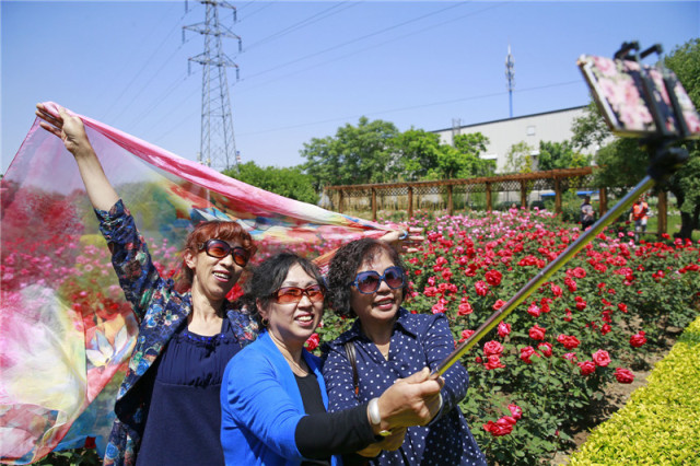 泰达能看花的地方,泰达观赏草基地