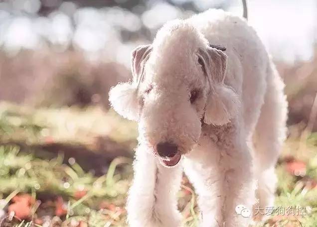 想不到，狗狗的耳型有这么多种！