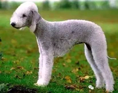 想不到，狗狗的耳型有这么多种！