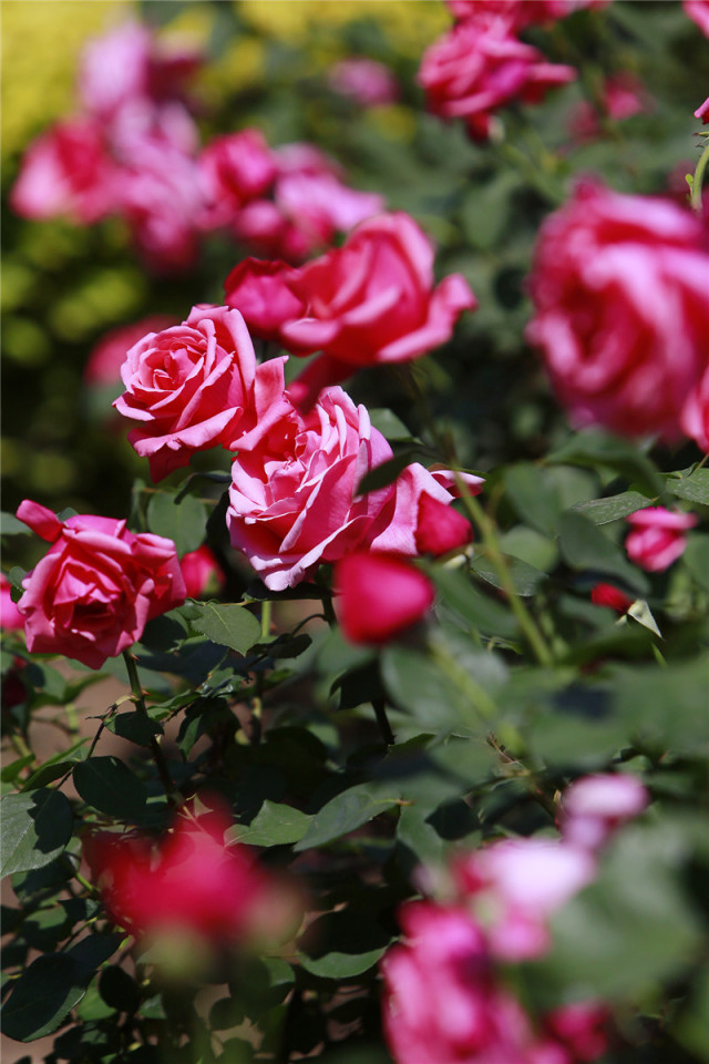 泰达能看花的地方,泰达观赏草基地