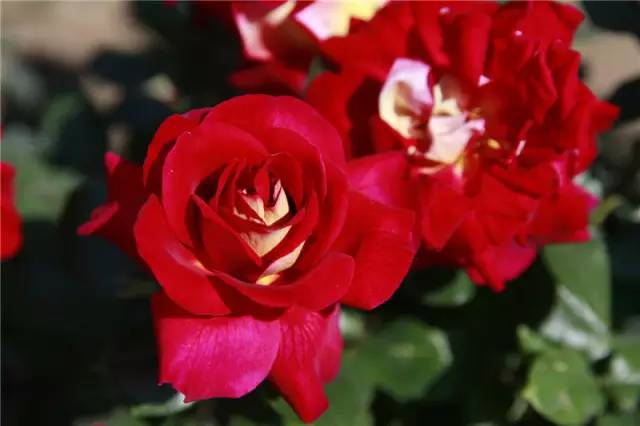 泰达能看花的地方,泰达观赏草基地