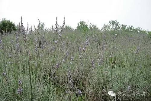 赏花上海植物园,赏花需要的是什么