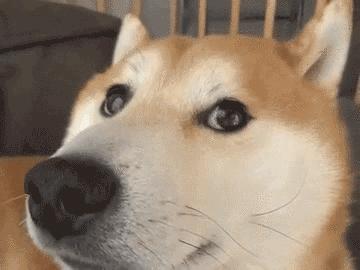 为单身狗相亲、找猫女跳钢管，他是天猫宠物食品领头羊！