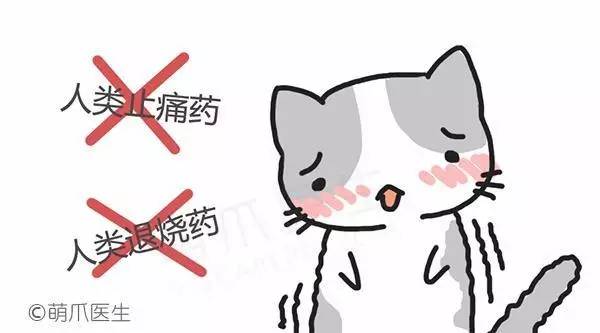 猫咪不会说话只会叫,猫咪虽然不会说话但是却什么都懂