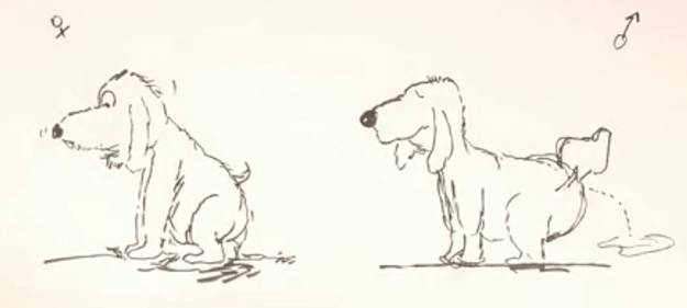 动画为什么说男女有别？|一分钟性教育