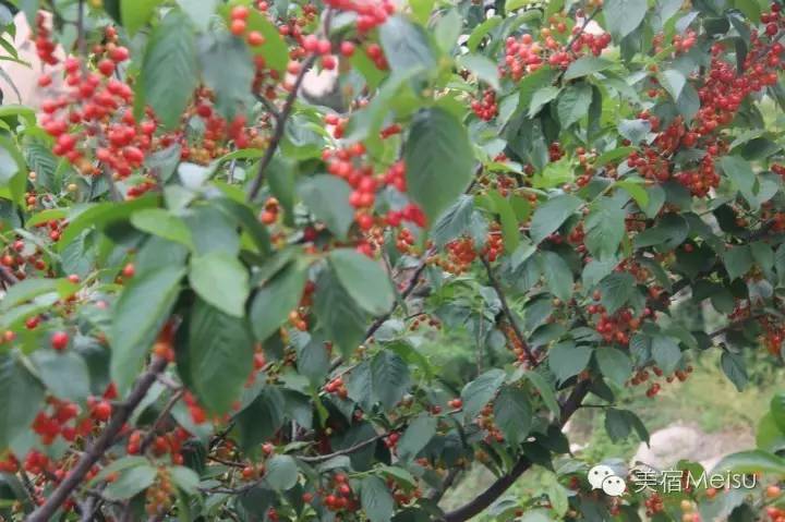 一家惊艳国牌度假界、一家美翻华北民宿圈，两种体验，看见最妩媚的青岛