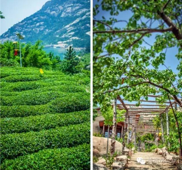 一家惊艳国牌度假界、一家美翻华北民宿圈，两种体验，看见最妩媚的青岛