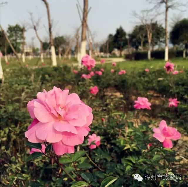 杭州西溪生态公园,西溪郊野公园好玩吗