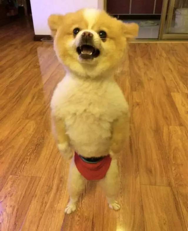 满房间都是猫毛怎么办,满屋子全是猫毛