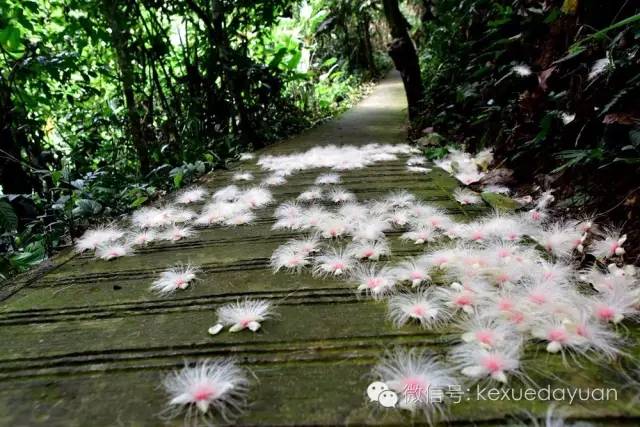 西双版纳热带雨林最有特色的树木,版纳原始森林雨林