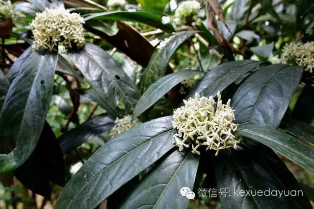 西双版纳热带雨林最有特色的树木,版纳原始森林雨林