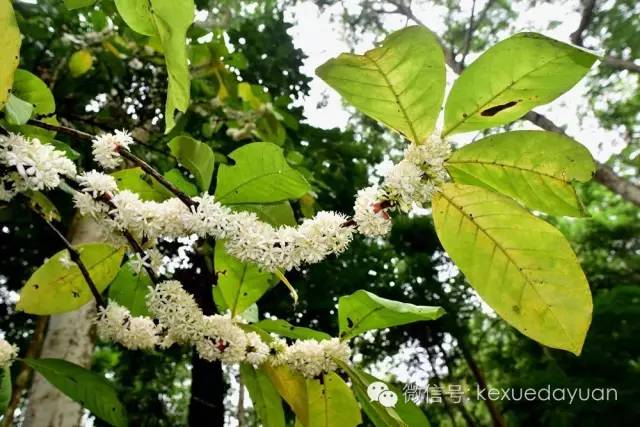 西双版纳热带雨林最有特色的树木,版纳原始森林雨林