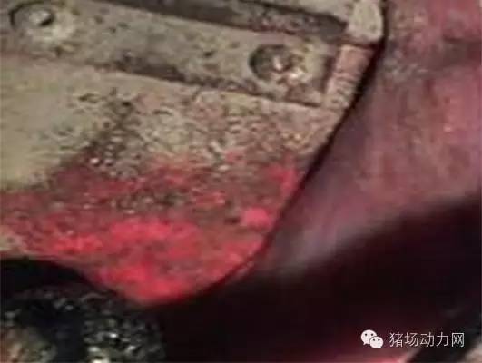 技术警惕！夏季母猪产后流脓增多，需紧急预防处理