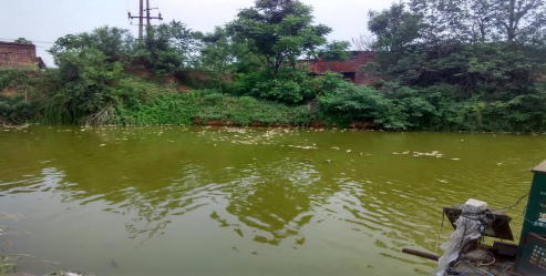 鲤鱼急性烂鳍症状图片,鲤鱼烂鳃病是什么样的