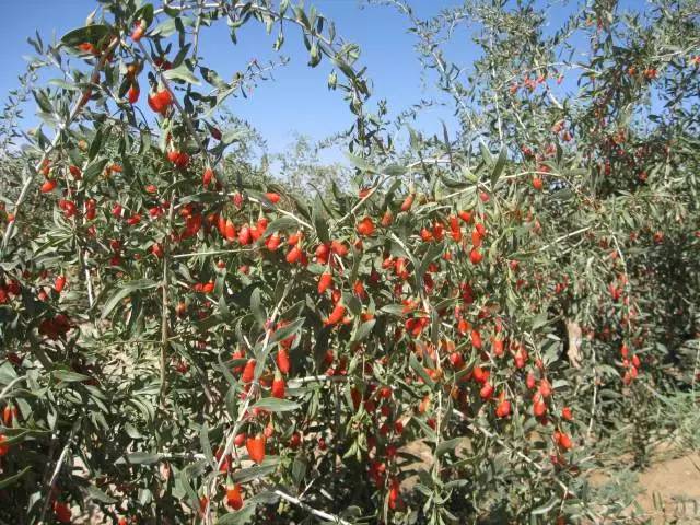 青海三文鱼网购,青海三文鱼购买网站