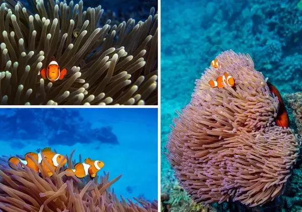 夏天一定要去一次沙巴吗,什么时候去沙巴旅游最适宜