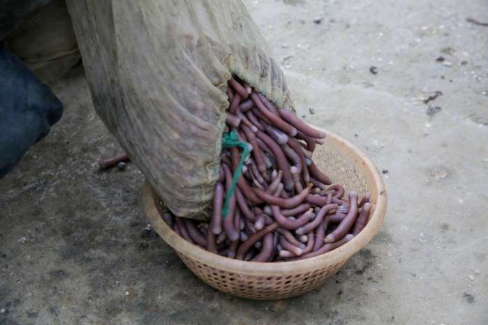 清早大叔在海边挖虫子，洗干净在餐桌上就是大补的美味