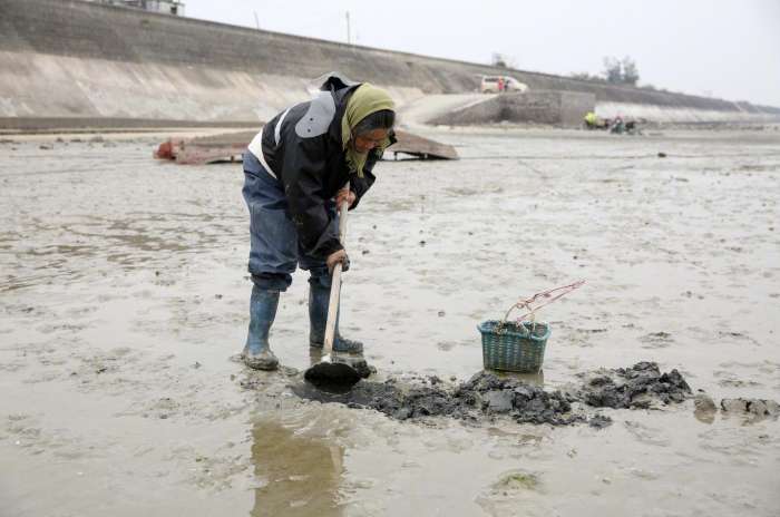 清早大叔在海边挖虫子，洗干净在餐桌上就是大补的美味