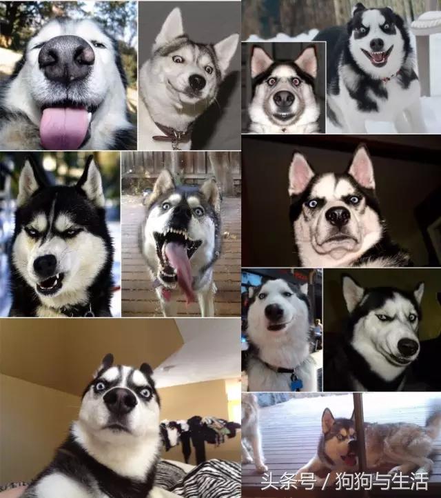 哈士奇西伯利亚雪橇犬,哈士奇真名叫做西伯利亚雪橇犬