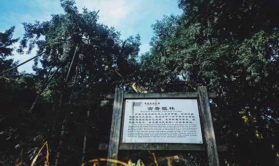 西施最爱的零食，恐龙时代已经存在，找遍整个中国才找到