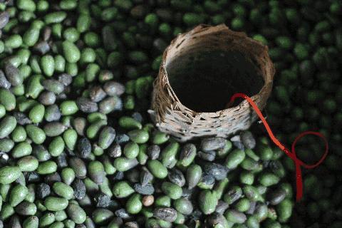 西施最爱的零食，恐龙时代已经存在，找遍整个中国才找到