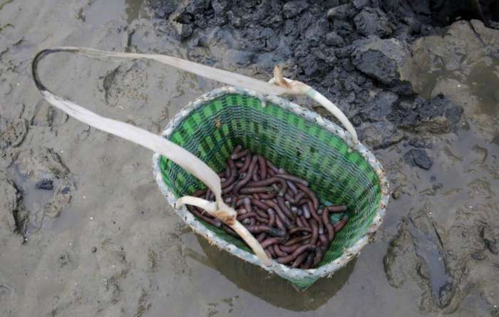 清早大叔在海边挖虫子，洗干净在餐桌上就是大补的美味