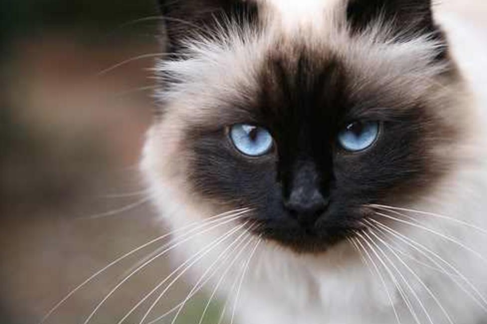 最受欢迎的十大英短猫,全世界最受欢迎的猫品种排名