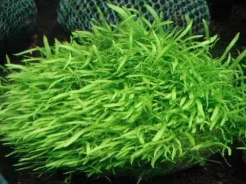 垂泪莫斯和三角莫斯火焰莫斯,莫斯水草球做法