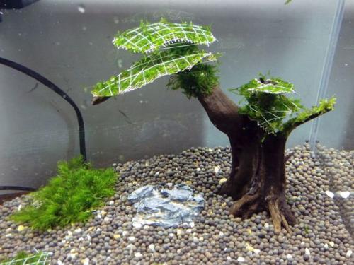 垂泪莫斯和三角莫斯火焰莫斯,莫斯水草球做法