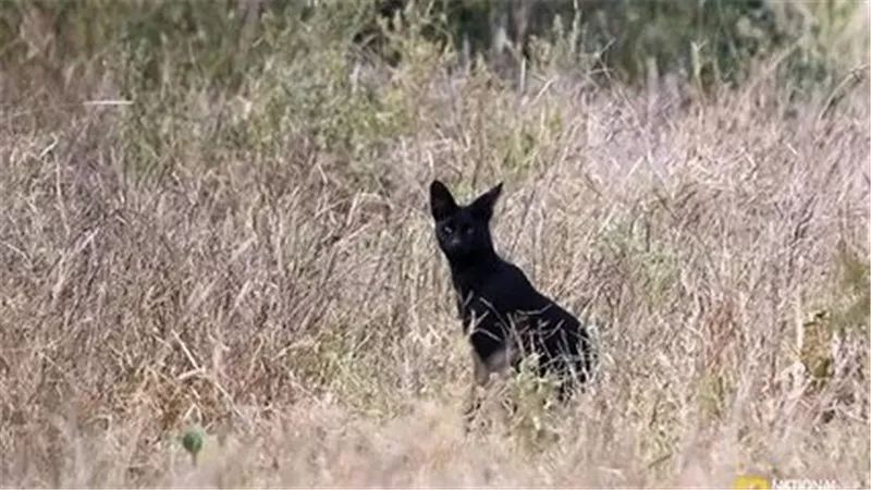 美丽是种错误，优雅是原罪，这句话在这种大猫身上印证