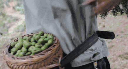 西施最爱的零食，恐龙时代已经存在，找遍整个中国才找到