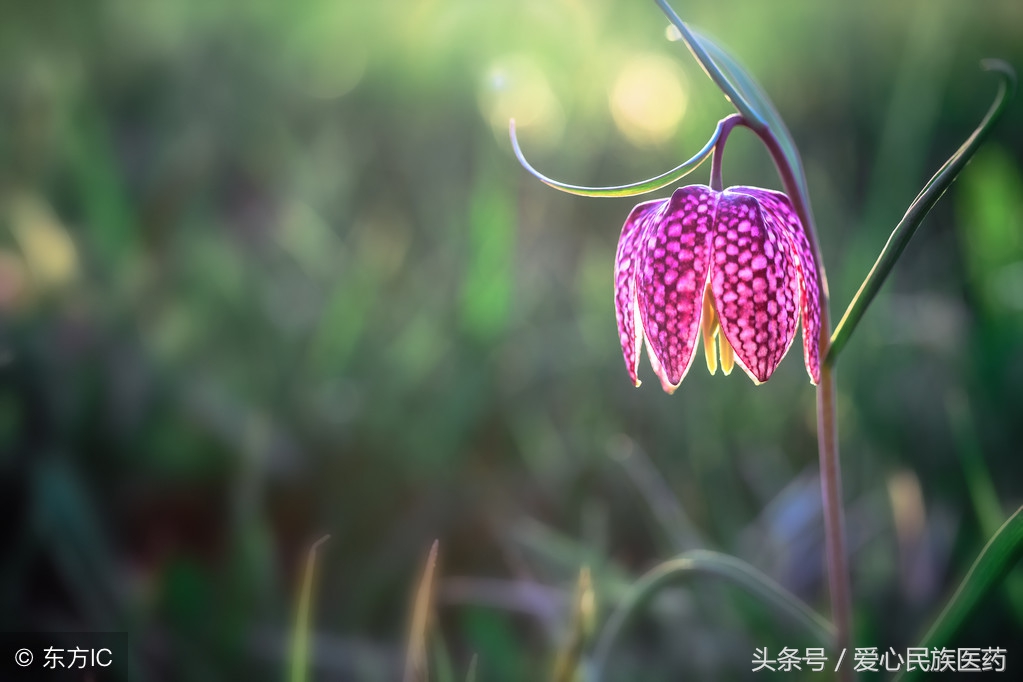 如何熬川贝枇杷膏,怎样熬川贝枇杷膏