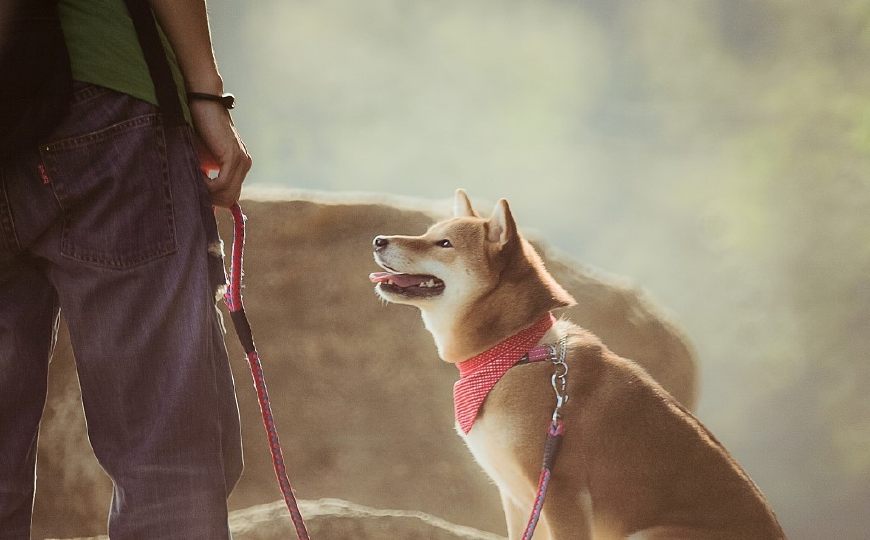 十二星座命中注定星座伴侣是谁,十二星座对应的宠物