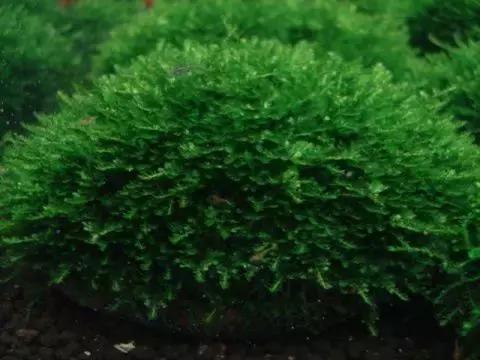 垂泪莫斯和三角莫斯火焰莫斯,莫斯水草球做法