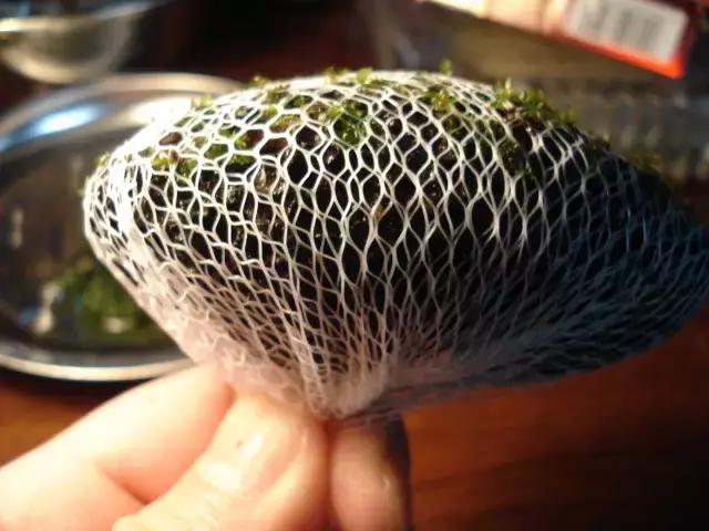 垂泪莫斯和三角莫斯火焰莫斯,莫斯水草球做法