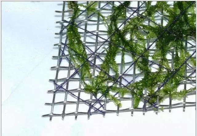 垂泪莫斯和三角莫斯火焰莫斯,莫斯水草球做法