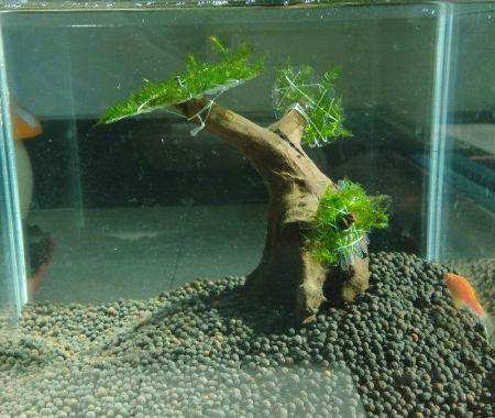 垂泪莫斯和三角莫斯火焰莫斯,莫斯水草球做法