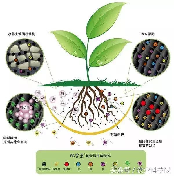 生物菌肥适用所有植物吗,生物菌肥是颗粒还是粉末